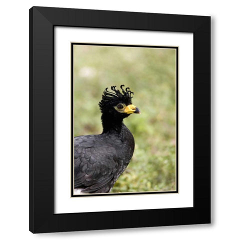 Brazil, Pantanal Bare-faced curassow Black Modern Wood Framed Art Print with Double Matting by Williams, Joanne
