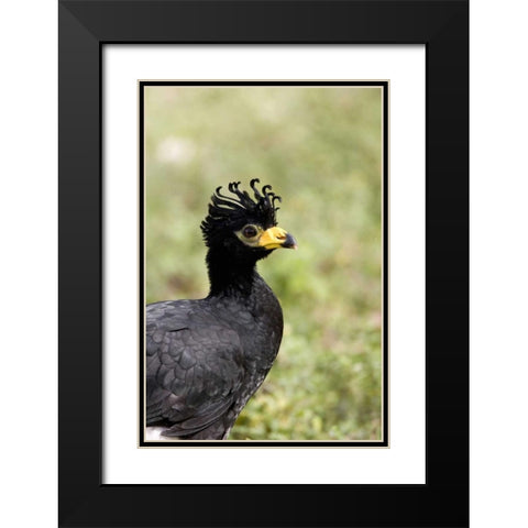 Brazil, Pantanal Bare-faced curassow Black Modern Wood Framed Art Print with Double Matting by Williams, Joanne