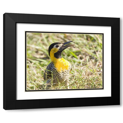 Brazil, Pantanal Campo flicka in ground cover Black Modern Wood Framed Art Print with Double Matting by Williams, Joanne