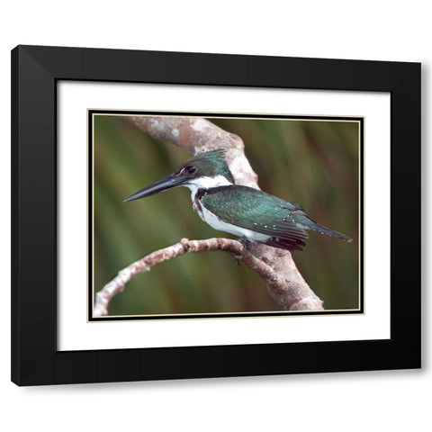 Brazil, Pantanal Green kingfisher on tree limb Black Modern Wood Framed Art Print with Double Matting by Williams, Joanne