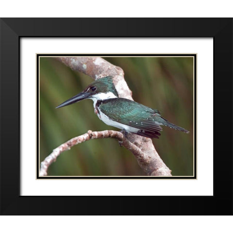 Brazil, Pantanal Green kingfisher on tree limb Black Modern Wood Framed Art Print with Double Matting by Williams, Joanne