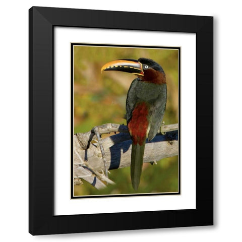 Brazil, Pantanal Chestnut-eared aracari on tree Black Modern Wood Framed Art Print with Double Matting by Williams, Joanne