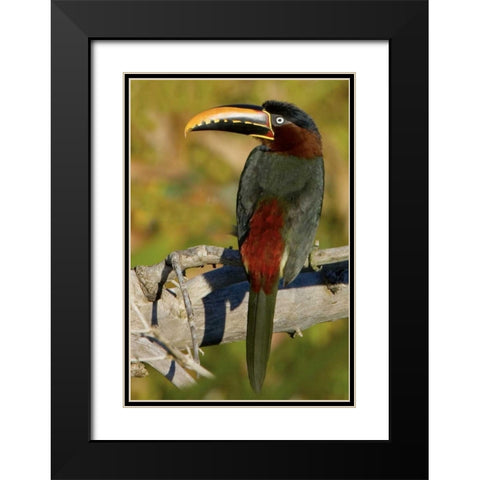 Brazil, Pantanal Chestnut-eared aracari on tree Black Modern Wood Framed Art Print with Double Matting by Williams, Joanne