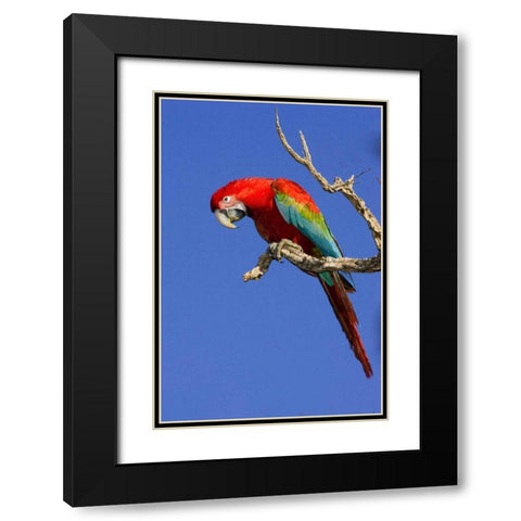 Brazil, Pantanal Red and green macaw Black Modern Wood Framed Art Print with Double Matting by Williams, Joanne