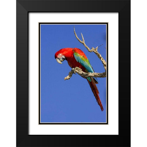 Brazil, Pantanal Red and green macaw Black Modern Wood Framed Art Print with Double Matting by Williams, Joanne