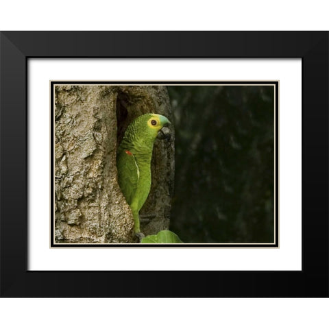 Brazil, Pantanal White-eyed parakeet in tree Black Modern Wood Framed Art Print with Double Matting by Williams, Joanne
