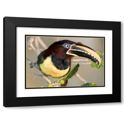 Brazil, Pantanal wetlands Chestnut-eared aracari Black Modern Wood Framed Art Print with Double Matting by Williams, Joanne