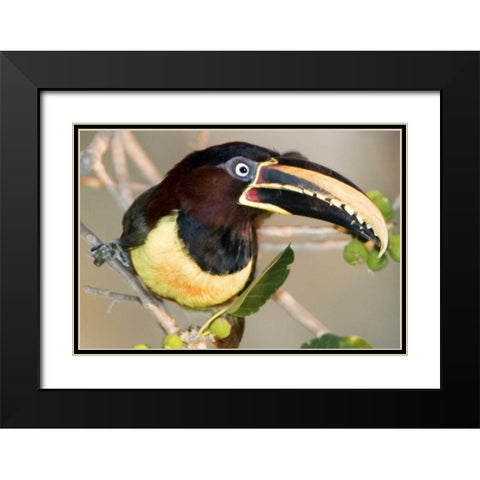 Brazil, Pantanal wetlands Chestnut-eared aracari Black Modern Wood Framed Art Print with Double Matting by Williams, Joanne