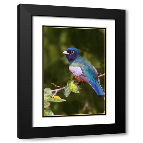 Brazil The blue-crowned trogon in a wetland Black Modern Wood Framed Art Print with Double Matting by Williams, Joanne