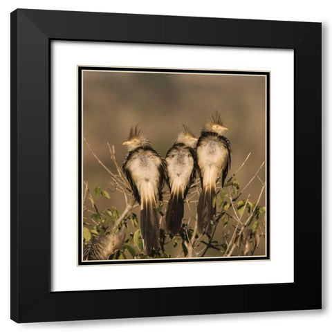 Brazil Three guira cuckoos on a limb Black Modern Wood Framed Art Print with Double Matting by Williams, Joanne