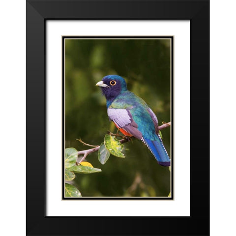 Brazil, Pantanal Blue-crowned trogan on limb Black Modern Wood Framed Art Print with Double Matting by Williams, Joanne
