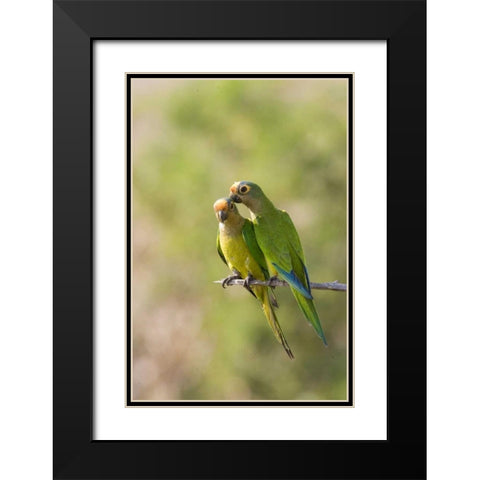 Brazil, Pantanal Peach-fronted parakeets on limb Black Modern Wood Framed Art Print with Double Matting by Williams, Joanne