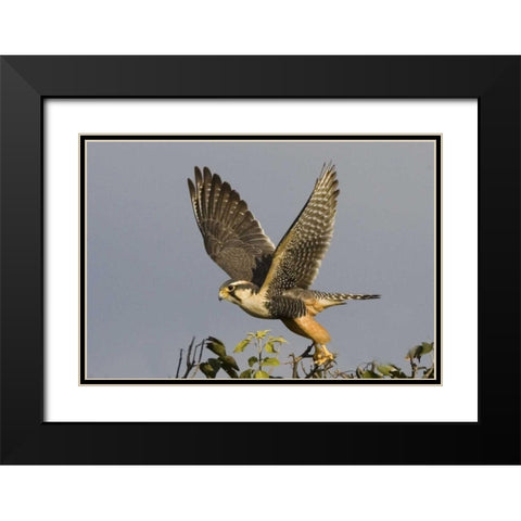 Brazil, Pantanal American kestrel takes flight Black Modern Wood Framed Art Print with Double Matting by Williams, Joanne