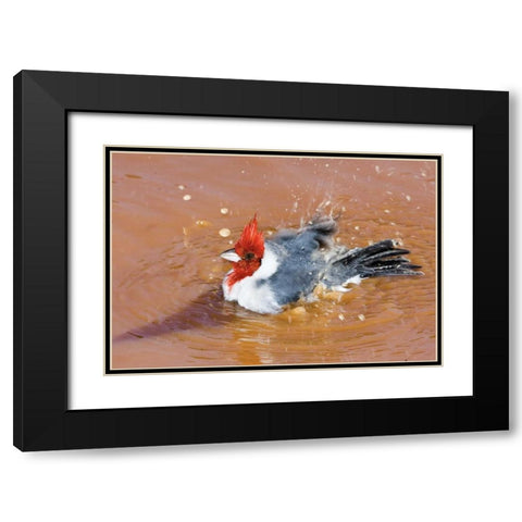 Brazil, Pantanal Red-crested cardinal bathing Black Modern Wood Framed Art Print with Double Matting by Williams, Joanne