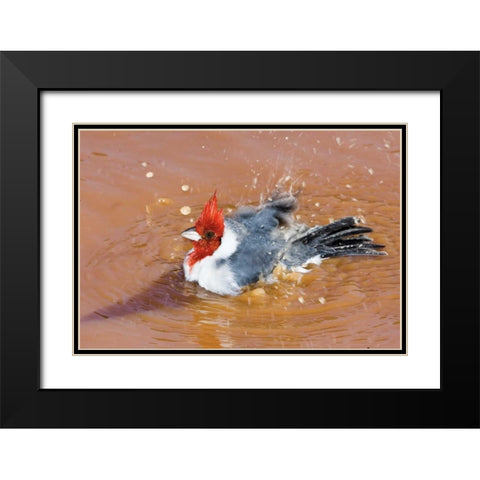 Brazil, Pantanal Red-crested cardinal bathing Black Modern Wood Framed Art Print with Double Matting by Williams, Joanne