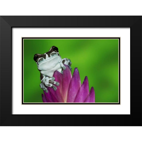 Brazil, Amazon Basin Amazon milk frog Black Modern Wood Framed Art Print with Double Matting by Flaherty, Dennis