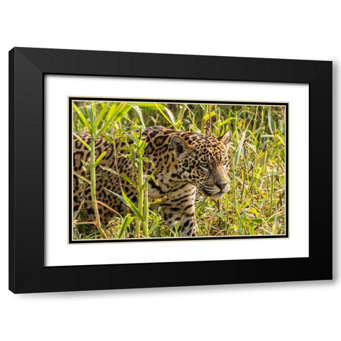 Brazil-Pantanal Close-up of jaguar  Black Modern Wood Framed Art Print with Double Matting by Jaynes Gallery