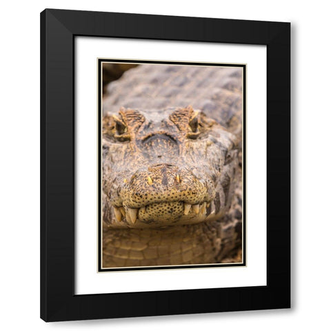 Brazil-Pantanal Jacare caiman reptile in water  Black Modern Wood Framed Art Print with Double Matting by Jaynes Gallery