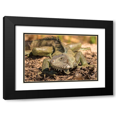 Brazil-Pantanal Green iguana  Black Modern Wood Framed Art Print with Double Matting by Jaynes Gallery