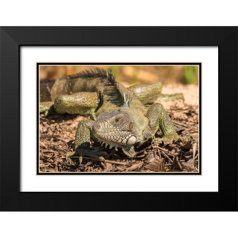 Brazil-Pantanal Green iguana  Black Modern Wood Framed Art Print with Double Matting by Jaynes Gallery