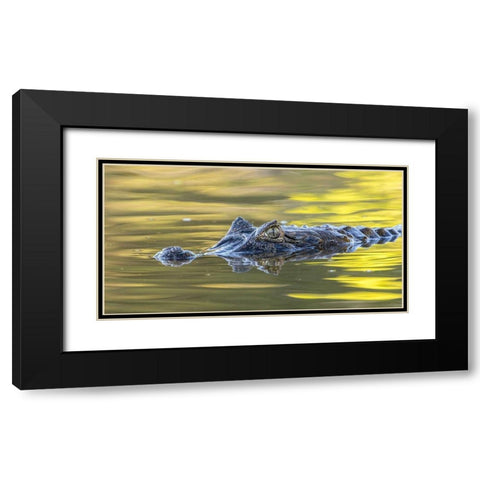Brazil-Pantanal Jacare caiman reptile in water  Black Modern Wood Framed Art Print with Double Matting by Jaynes Gallery