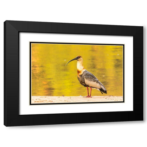Brazil-Pantanal Buff-necked ibis on beach  Black Modern Wood Framed Art Print with Double Matting by Jaynes Gallery