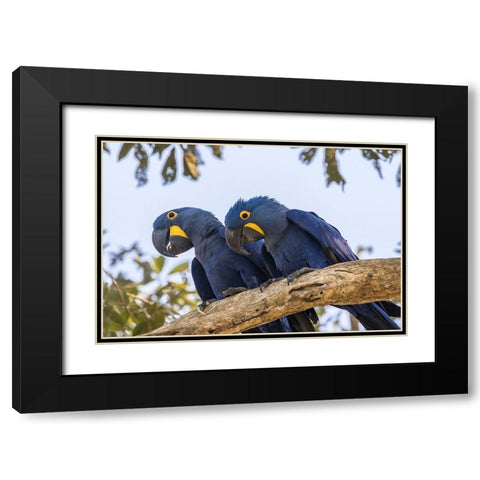 Brazil-Pantanal Hyacinth macaw pair in tree  Black Modern Wood Framed Art Print with Double Matting by Jaynes Gallery