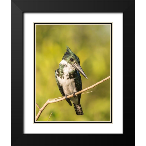 Brazil-Pantanal Amazon kingfisher bird on limb  Black Modern Wood Framed Art Print with Double Matting by Jaynes Gallery