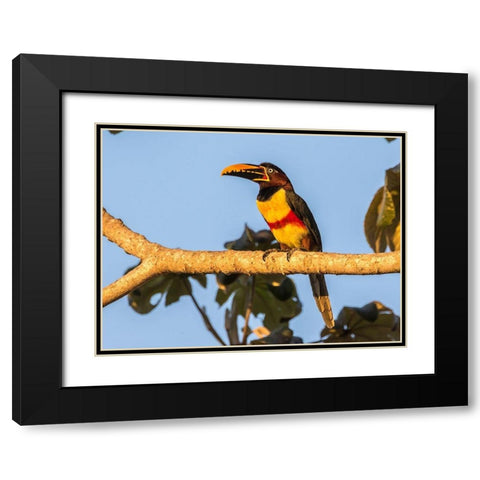 Brazil-Pantanal Chestnut-eared aracari bird  Black Modern Wood Framed Art Print with Double Matting by Jaynes Gallery