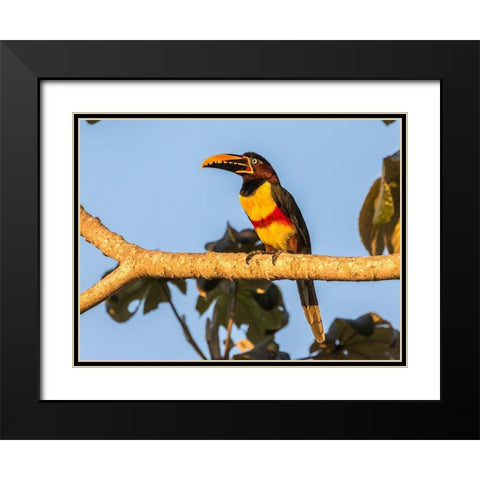 Brazil-Pantanal Chestnut-eared aracari bird  Black Modern Wood Framed Art Print with Double Matting by Jaynes Gallery
