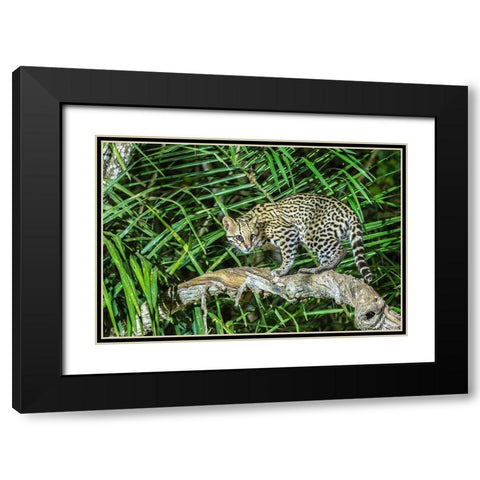 Brazil-Pantanal Ocelot on tree branch  Black Modern Wood Framed Art Print with Double Matting by Jaynes Gallery