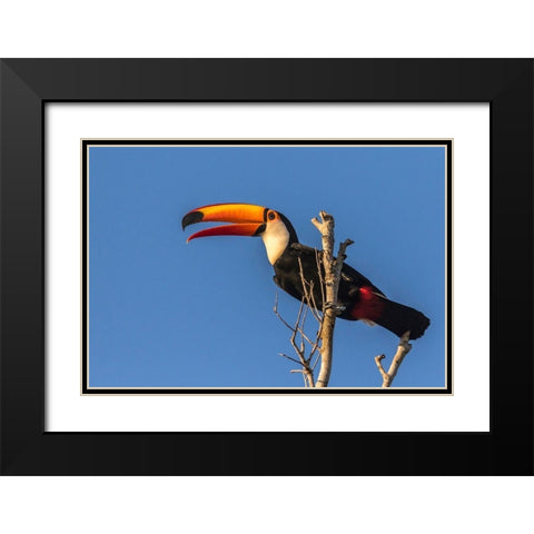 Brazil-Pantanal Toco toucan bird close-up  Black Modern Wood Framed Art Print with Double Matting by Jaynes Gallery