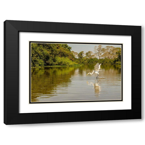 Brazil-Pantanal Great egret fishing  Black Modern Wood Framed Art Print with Double Matting by Jaynes Gallery