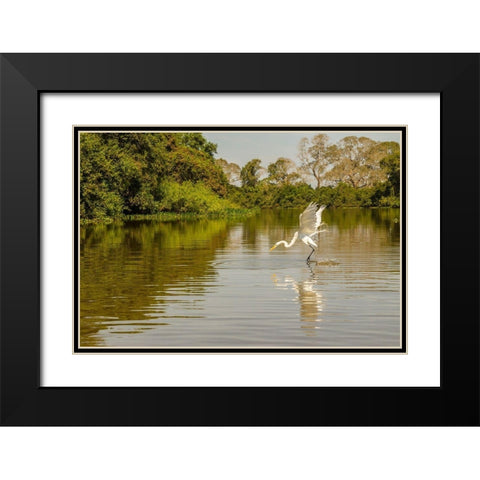 Brazil-Pantanal Great egret fishing  Black Modern Wood Framed Art Print with Double Matting by Jaynes Gallery