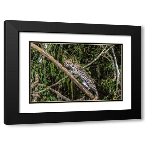 Brazil-Pantanal Ocelot on tree branch  Black Modern Wood Framed Art Print with Double Matting by Jaynes Gallery