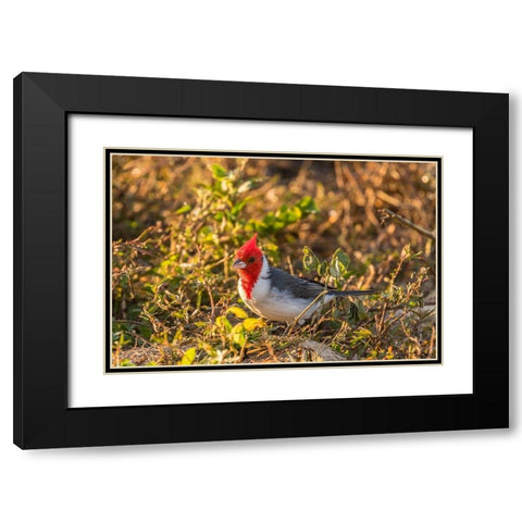 Brazil-Pantanal Red-crested cardinal  Black Modern Wood Framed Art Print with Double Matting by Jaynes Gallery