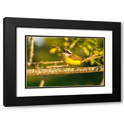 Brazil-Pantanal Kiskadee feeding  Black Modern Wood Framed Art Print with Double Matting by Jaynes Gallery