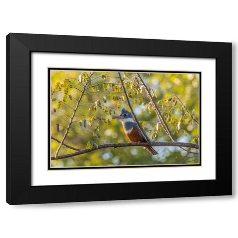 Brazil-Pantanal Close-up of ringed kingfisher  Black Modern Wood Framed Art Print with Double Matting by Jaynes Gallery