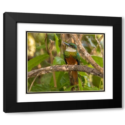 Brazil-Pantanal Rufous-tailed jacamar bird on limb  Black Modern Wood Framed Art Print with Double Matting by Jaynes Gallery