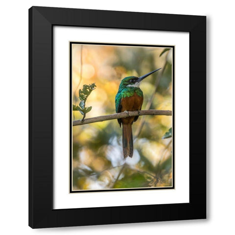 Brazil-Pantanal Rufous-tailed jacamar bird on limb  Black Modern Wood Framed Art Print with Double Matting by Jaynes Gallery