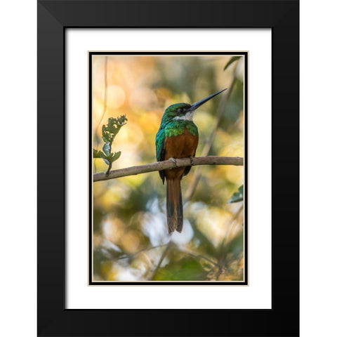 Brazil-Pantanal Rufous-tailed jacamar bird on limb  Black Modern Wood Framed Art Print with Double Matting by Jaynes Gallery