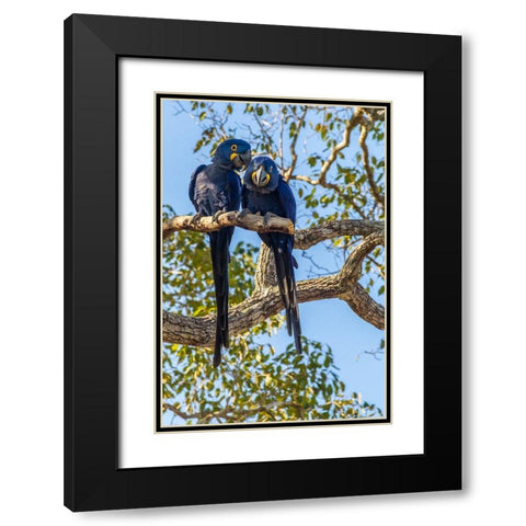 Brazil-Pantanal Hyacinth macaw pair in tree  Black Modern Wood Framed Art Print with Double Matting by Jaynes Gallery