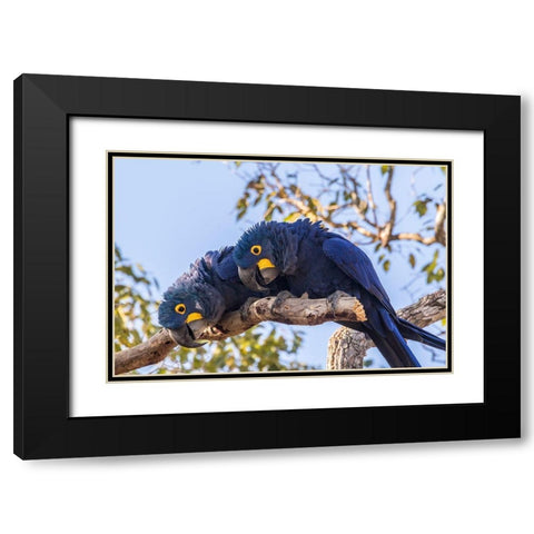 Brazil-Pantanal Hyacinth macaw pair in tree  Black Modern Wood Framed Art Print with Double Matting by Jaynes Gallery