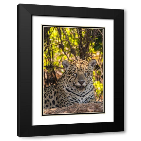 Brazil-Pantanal Close-up of jaguar  Black Modern Wood Framed Art Print with Double Matting by Jaynes Gallery