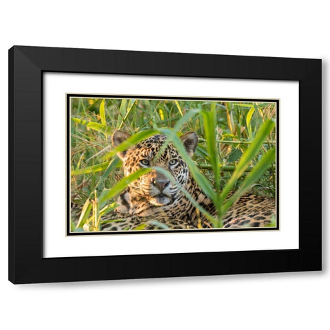 Brazil-Pantanal Close-up of jaguar  Black Modern Wood Framed Art Print with Double Matting by Jaynes Gallery