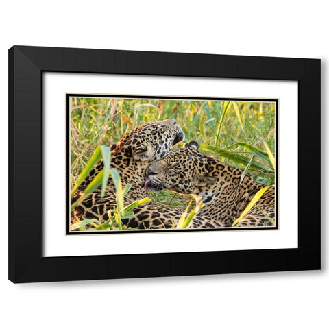 Brazil-Pantanal Close-up of jaguars grooming  Black Modern Wood Framed Art Print with Double Matting by Jaynes Gallery