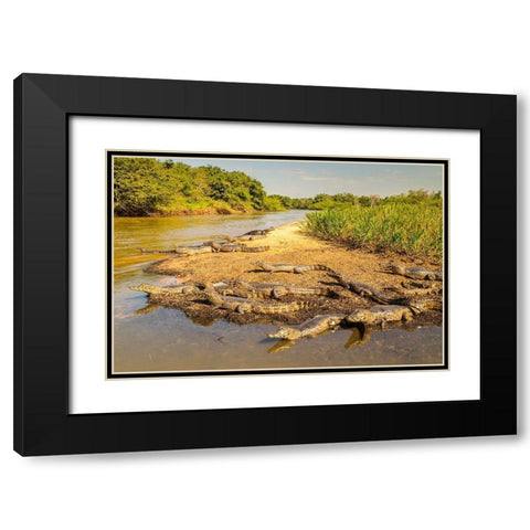 Brazil-Pantanal Group of jacare caiman reptiles and river  Black Modern Wood Framed Art Print with Double Matting by Jaynes Gallery