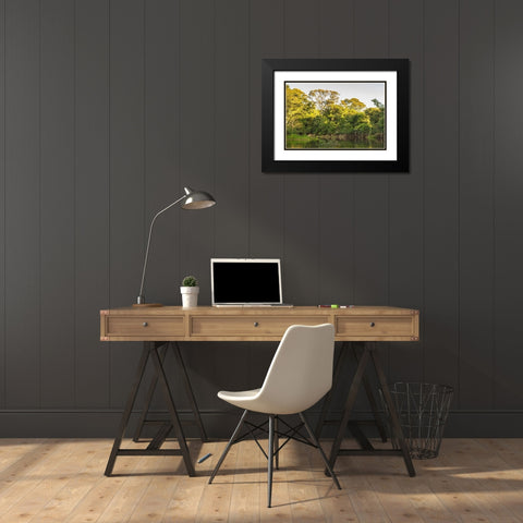 Brazil-Pantanal Cuiaba River landscape  Black Modern Wood Framed Art Print with Double Matting by Jaynes Gallery