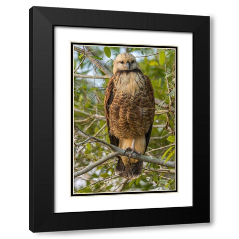 Brazil-Pantanal Black-collared hawk in tree  Black Modern Wood Framed Art Print with Double Matting by Jaynes Gallery
