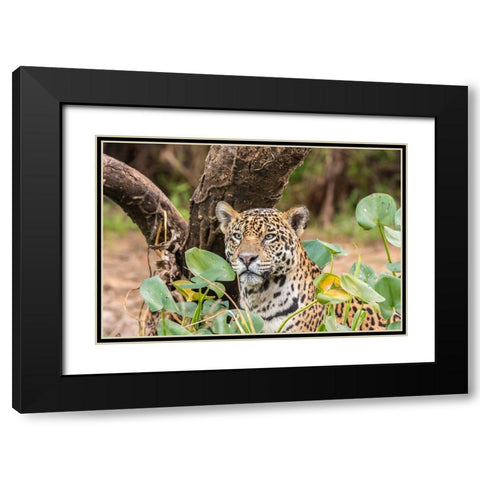 Brazil-Pantanal Close-up of jaguar  Black Modern Wood Framed Art Print with Double Matting by Jaynes Gallery